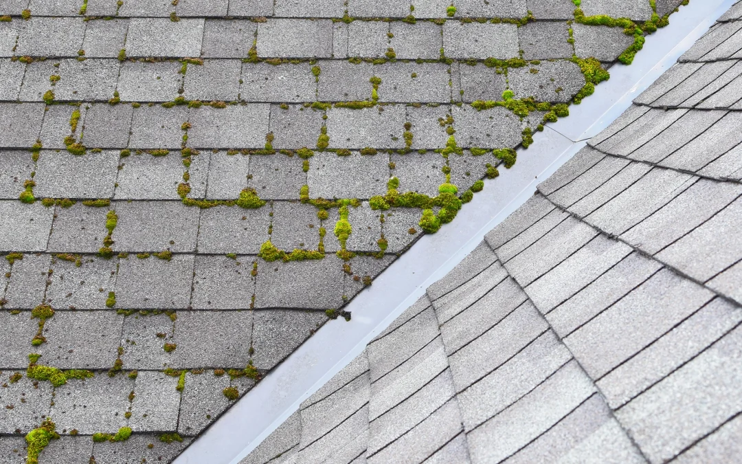 Blog 3 Don’t Wait for Fall: Why Roof Cleaning in August Prevents Big Problems